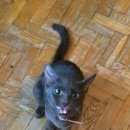 Подробнее об объявлении «Москва Найдена кошка русская голубая с красным ошейником» Фото: найдена кошка  «Москва Найдена кошка русская голубая с красным...» в г. Москва