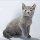 Подробнее об объявлении «Санкт-Петербург Найден котёнок.» Фото: найдена кошка Русская голубая «Санкт-Петербург Найден котёнок.» в г. Санкт-Петербург