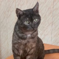 Подробнее об объявлении «Найден кот Орехово-Зуево» Фото: найдена кошка Британская короткошерстная «Найден кот Орехово-Зуево» в г. Орехово-Зуево