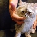 Подробнее об объявлении «Найдена кошка Калуга» Фото: найдена кошка  «Найдена кошка Калуга» в г. Калуга