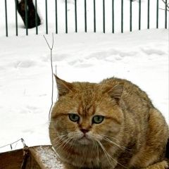 ����: ������� �����  �������� ����� ��. ������� ����� (��� �����)...� � �. ��������