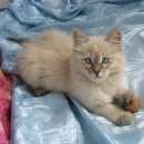 Подробнее об объявлении «Москва Найдена кошка мо, ленинский р-н, поселок развилка» Фото: найдена кошка  «Москва Найдена кошка мо, ленинский р-н, поселок...» в г. Москва