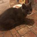 Подробнее об объявлении «Ставрополь Найдена кошка» Фото: найдена кошка Британская короткошерстная «Ставрополь Найдена кошка» в г. Ставрополь