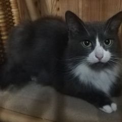 Подробнее об объявлении «Обнинск Найден кот ищу старых или новых хозяев» Фото: найдена кошка  «Обнинск Найден кот ищу старых или новых хозяев» в г. Обнинск