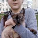 Подробнее об объявлении «Найдена кошка сиамская Верхняя Пышма» Фото: найдена кошка  «Найдена кошка сиамская Верхняя Пышма» в г. Верхняя Пышма