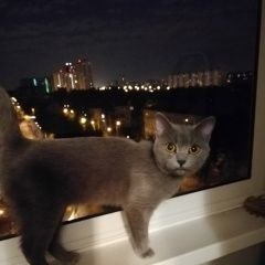 Подробнее об объявлении «Москва Найдена кошка британская или помесь» Фото: найдена кошка Британская короткошерстная «Москва Найдена кошка британская или помесь» в г. Москва
