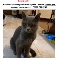 Подробнее об объявлении «Найдена кошка британец - девочка Троицк» Фото: найдена кошка Британская короткошерстная «Найдена кошка британец - девочка Троицк» в г. Троицк