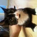 Подробнее об объявлении «Найден кот Верхняя Пышма» Фото: найдена кошка  «Найден кот Верхняя Пышма» в г. Верхняя Пышма