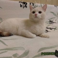 Подробнее об объявлении «Найдена кошка володарского дом Оренбург» Фото: найдена кошка  «Найдена кошка володарского дом Оренбург» в г. Оренбург