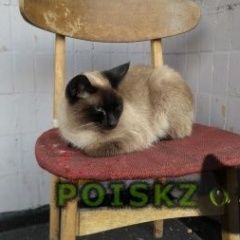Подробнее об объявлении «Москва Найдена кошка сиамская кошка» Фото: найдена кошка Сиамская «Москва Найдена кошка сиамская кошка» в г. Москва