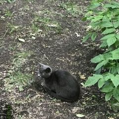 Подробнее об объявлении «Москва Найдена кошка впечатники. серый дымчатый кот» Фото: найдена кошка  «Москва Найдена кошка впечатники. серый дымчатый...» в г. Москва