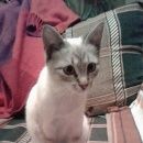 Подробнее об объявлении «Москва Найдена кошка сао (водный стадион)» Фото: найдена кошка Тайская «Москва Найдена кошка сао (водный стадион)» в г. Москва