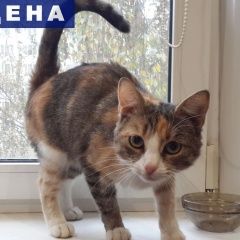 Подробнее об объявлении «Москва Найдена кошка» Фото: найдена кошка  «Москва Найдена кошка» в г. Москва