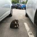 Подробнее об объявлении «Москва Найдена кошка» Фото: найдена кошка  «Москва Найдена кошка» в г. Москва