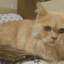 Подробнее об объявлении «Москва Найден кот в капотне» Фото: найдена кошка  «Москва Найден кот в капотне» в г. Москва