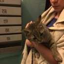 Подробнее об объявлении «Найдена кошка Санкт-Петербург» Фото: найдена кошка  «Найдена кошка Санкт-Петербург» в г. Санкт-Петербург