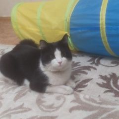 Подробнее об объявлении «Красноярск Найден кот ик» Фото: найдена кошка  «Красноярск Найден кот ик» в г. Красноярск