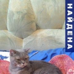 Подробнее об объявлении «Пермь Найден кот» Фото: найдена кошка Британская короткошерстная «Пермь Найден кот» в г. Пермь