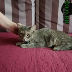 Подробнее об объявлении «Мурманск Найдена кошка жду хозяина» Фото: найдена кошка  «Мурманск Найдена кошка жду хозяина» в г. Мурманск