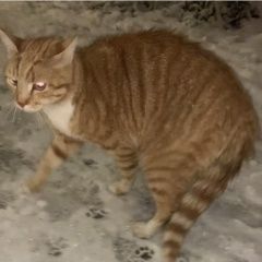 Подробнее об объявлении «Москва Найден кот рыжий кот» Фото: найдена кошка  «Москва Найден кот рыжий кот» в г. Москва