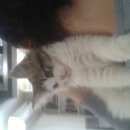 Подробнее об объявлении «Найден котенок Оренбург» Фото: найдена кошка  «Найден котенок Оренбург» в г. Оренбург