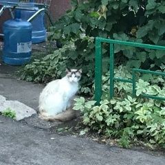 Подробнее об объявлении «Москва Найден кот около дома появился кот» Фото: найдена кошка  «Москва Найден кот около дома появился кот» в г. Москва