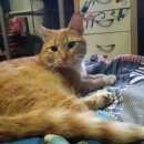 Подробнее об объявлении «Москва Найдена кошка» Фото: найдена кошка  «Москва Найдена кошка» в г. Москва