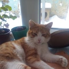 Подробнее об объявлении «Ставрополь Найден кот» Фото: найдена кошка  «Ставрополь Найден кот» в г. Ставрополь