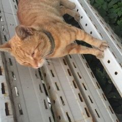 Подробнее об объявлении «Найден кот рыжий с серым ошейником Балашиха» Фото: найдена кошка  «Найден кот рыжий с серым ошейником Балашиха» в г. Балашиха