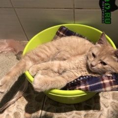 Подробнее об объявлении «Москва Найден кот» Фото: найдена кошка  «Москва Найден кот» в г. Москва