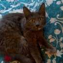 Подробнее об объявлении «Москва Найдена кошка» Фото: найдена кошка  «Москва Найдена кошка» в г. Москва