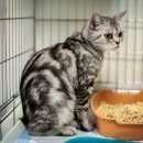 Подробнее об объявлении «Москва Найдена кошка шотландская мраморная» Фото: найдена кошка  «Москва Найдена кошка шотландская мраморная» в г. Москва