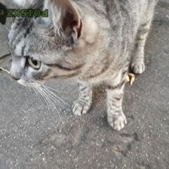 Подробнее об объявлении «Найдена кошка Королев» Фото: найдена кошка  «Найдена кошка Королев» в г. Королев