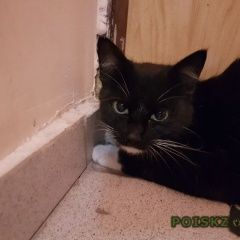 Подробнее об объявлении «Москва Найдена кошка черно-белая, молодая» Фото: найдена кошка  «Москва Найдена кошка черно-белая, молодая» в г. Москва