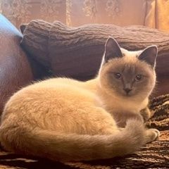 Подробнее об объявлении «Найдена кошка Октябрьский (Башкирия)» Фото: найдена кошка  «Найдена кошка Октябрьский (Башкирия)» в г. Октябрьский (Башкирия)