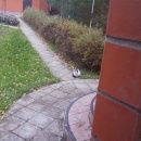 Подробнее об объявлении «Москва Найдена кошка» Фото: найдена кошка  «Москва Найдена кошка» в г. Москва