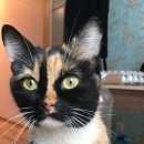 Подробнее об объявлении «Мытищи Найдена кошка трехцветная в» Фото: найдена кошка  «Мытищи Найдена кошка трехцветная в» в г. Мытищи