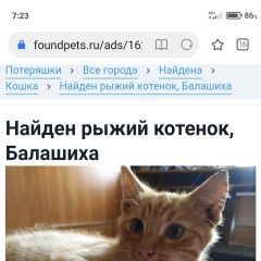 Подробнее об объявлении «Найден котёнок. Балашиха» Фото: найдена кошка  «Найден котёнок. Балашиха» в г. Балашиха