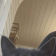 Подробнее об объявлении «Найдена кошка хозяин отзовись Щербинка» Фото: найдена кошка  «Найдена кошка хозяин отзовись Щербинка» в г. Щербинка