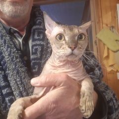 Картинка найдена кошка В городе Апрелевка обнаружен коте. Апрелевка