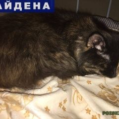 Подробнее об объявлении «Москва Найдена кошка с зелёным ошейником» Фото: найдена кошка  «Москва Найдена кошка с зелёным ошейником» в г. Москва