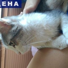 Подробнее об объявлении «Москва Найдена кошка» Фото: найдена кошка  «Москва Найдена кошка» в г. Москва