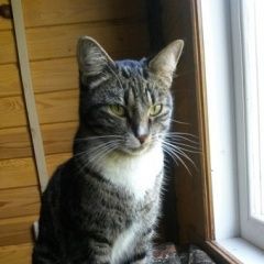 Подробнее об объявлении «Москва Найдена кошка кот или кошка» Фото: найдена кошка  «Москва Найдена кошка кот или кошка» в г. Москва