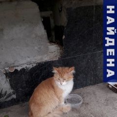 Подробнее об объявлении «Нахабино Найдена кошка» Фото: найдена кошка  «Нахабино Найдена кошка» в г. Нахабино