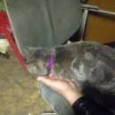 Подробнее об объявлении «Москва Найдена кошка» Фото: найдена кошка  «Москва Найдена кошка» в г. Москва