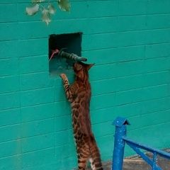 Подробнее об объявлении «Найдена кошка. обручевский район Москва» Фото: найдена кошка Бенгальская кошка «Найдена кошка. обручевский район Москва» в г. Москва