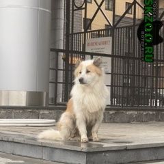 Подробнее об объявлении «Найдена собака Санкт-Петербург» Фото: найдена собака  «Найдена собака Санкт-Петербург» в г. Санкт-Петербург