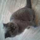 Подробнее об объявлении «Ставрополь Найдена кошка» Фото: найдена кошка Британская короткошерстная «Ставрополь Найдена кошка» в г. Ставрополь