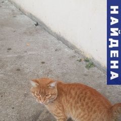 Подробнее об объявлении «Казань Найден кот» Фото: найдена кошка  «Казань Найден кот» в г. Казань