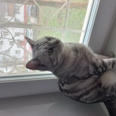 Подробнее об объявлении «Найден кот хозяин, отзовись Орехово-Зуево» Фото: найдена кошка  «Найден кот хозяин, отзовись Орехово-Зуево» в г. Орехово-Зуево